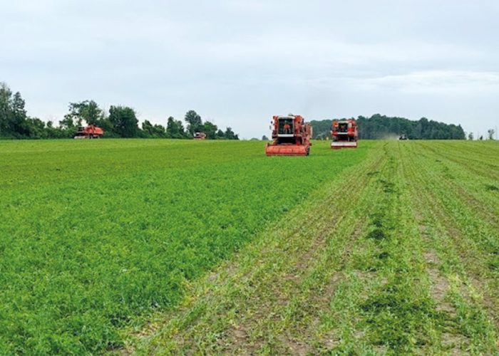 L’an dernier, un record de 40 % des superficies de pois verts avaient été laissés au champ, principalement en raison de la pluie incessante de juillet, qui avait compliqué les récoltes. Cette saison, le transformateur Nortera compile 31 % de champs abandonnés. Photo : Gracieuseté de Nortera