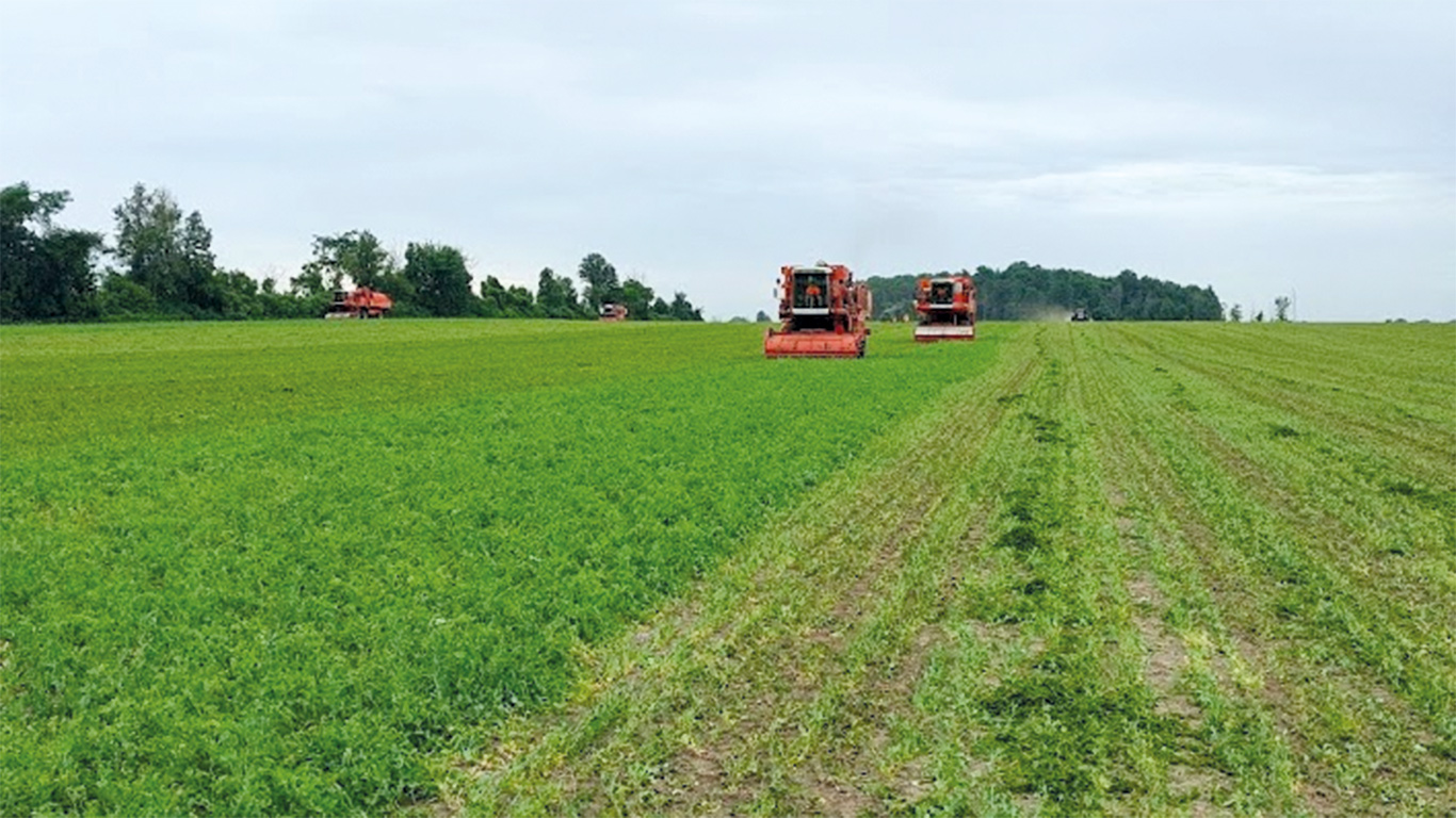 L’an dernier, un record de 40 % des superficies de pois verts avaient été laissés au champ, principalement en raison de la pluie incessante de juillet, qui avait compliqué les récoltes. Cette saison, le transformateur Nortera compile 31 % de champs abandonnés. Photo : Gracieuseté de Nortera