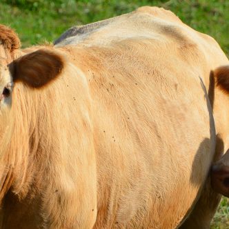 La Chine est le seul marché dans le monde à bannir le bœuf canadien en raison de la découverte d’un cas d’ESB atypique, en 2021. Photo : Shutterstock