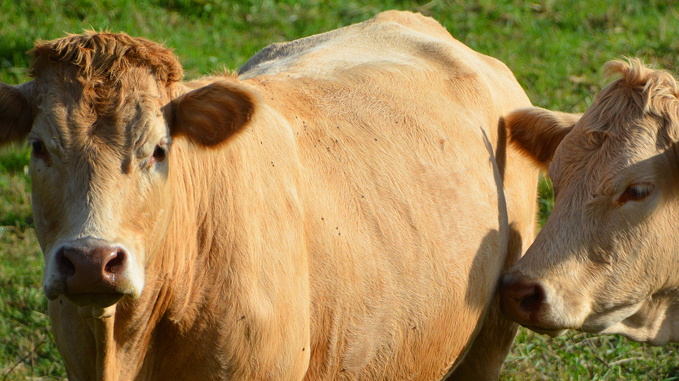 La Chine est le seul marché dans le monde à bannir le bœuf canadien en raison de la découverte d’un cas d’ESB atypique, en 2021. Photo : Shutterstock