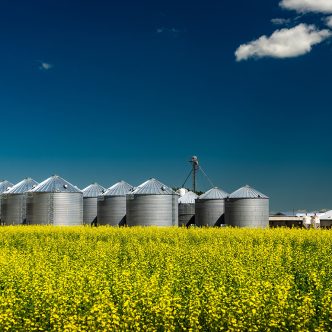 Le Conseil canadien du canola qualifie la Chine de « marché important et précieux pour le canola canadien ». Photo : Shutterstock