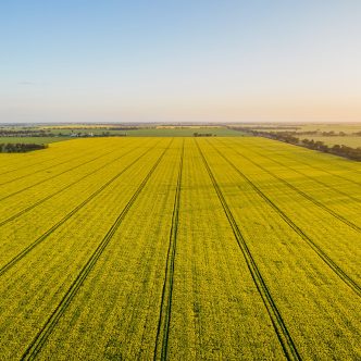 La Chine a toujours été le premier acheteur en importance de graines de canola canadiennes et devrait acheter environ 70 % des expéditions de canola du Canada, cette année. Photo : Shutterstock