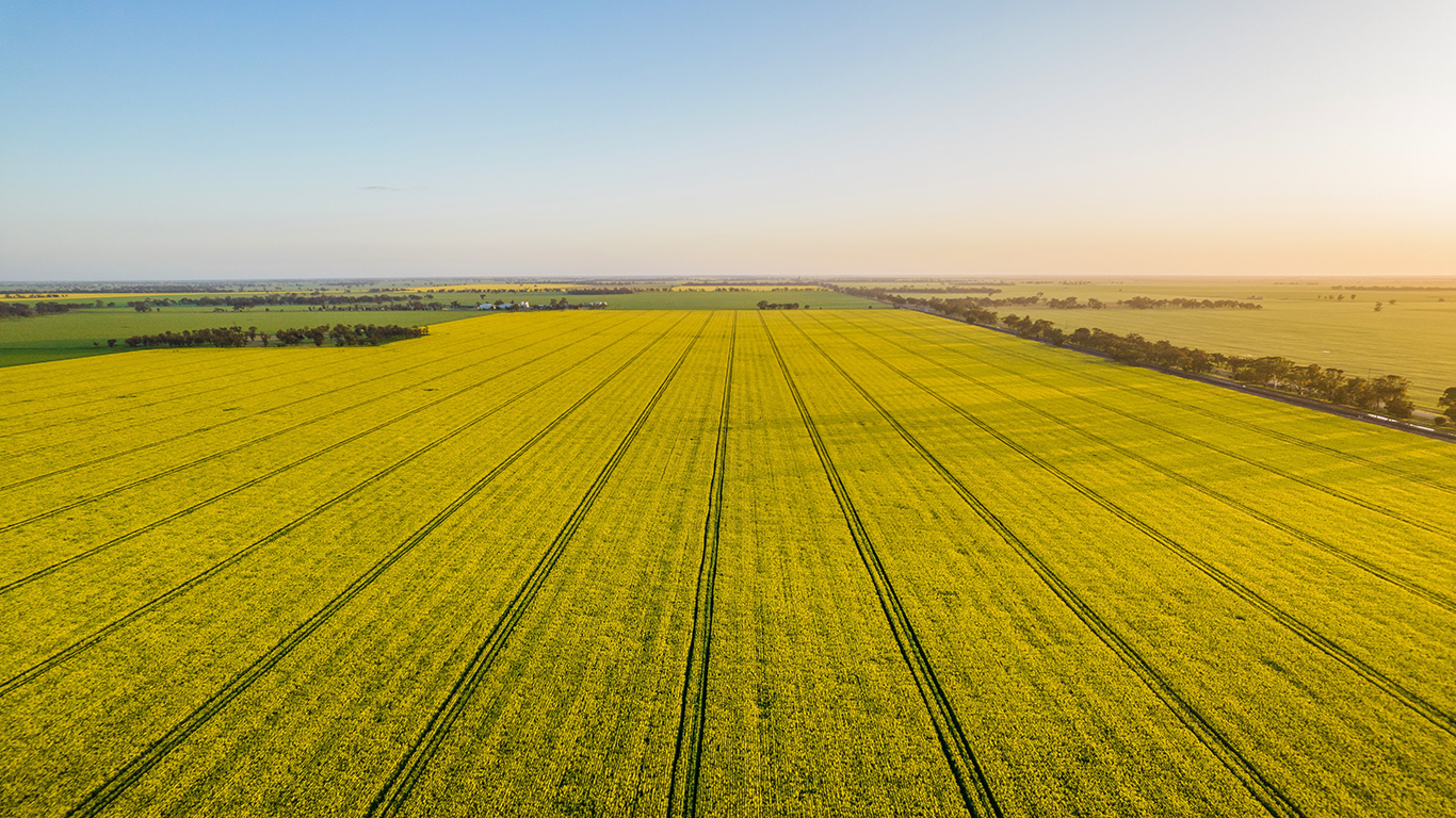 La Chine a toujours été le premier acheteur en importance de graines de canola canadiennes et devrait acheter environ 70 % des expéditions de canola du Canada, cette année. Photo : Shutterstock