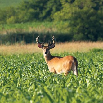 Le chasseur voudra vraisemblablement parcourir la propriété et procéder au repérage de la faune avant le début de la chasse. Assurez-vous que ces déplacements sont planifiés pour ne pas gêner vos activités agricoles ou forestières. Photo : Shutterstock