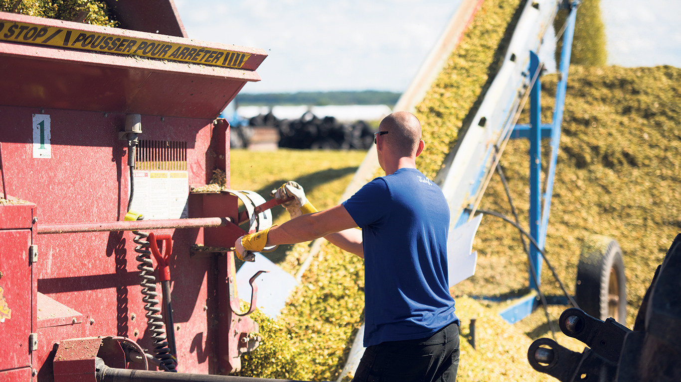 Un bon hachage doit favoriser une fermentation homogène, essentielle pour réduire les pertes de matière sèche et améliorer la stabilité du fourrage. Photo : Martin Ménard/Archives TCN