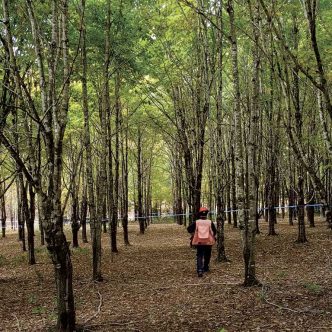 Il existe 13 familles d’érables sur la plantation et la première phase de recherche permet de construire une « cartographie génétique ». Photo : Gracieuseté de l’Association des propriétaires de boisés de la Beauce