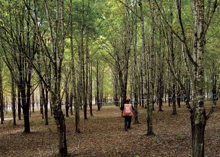 Il existe 13 familles d’érables sur la plantation et la première phase de recherche permet de construire une « cartographie génétique ». Photo : Gracieuseté de l’Association des propriétaires de boisés de la Beauce