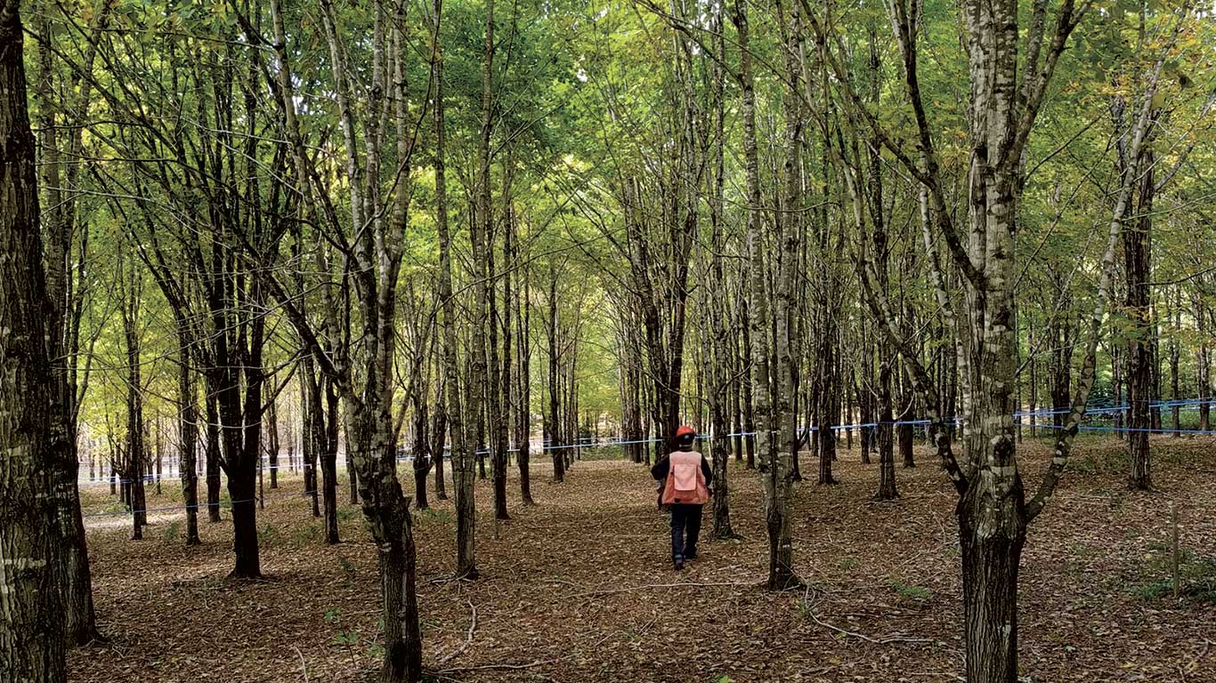 Il existe 13 familles d’érables sur la plantation et la première phase de recherche permet de construire une « cartographie génétique ». Photo : Gracieuseté de l’Association des propriétaires de boisés de la Beauce