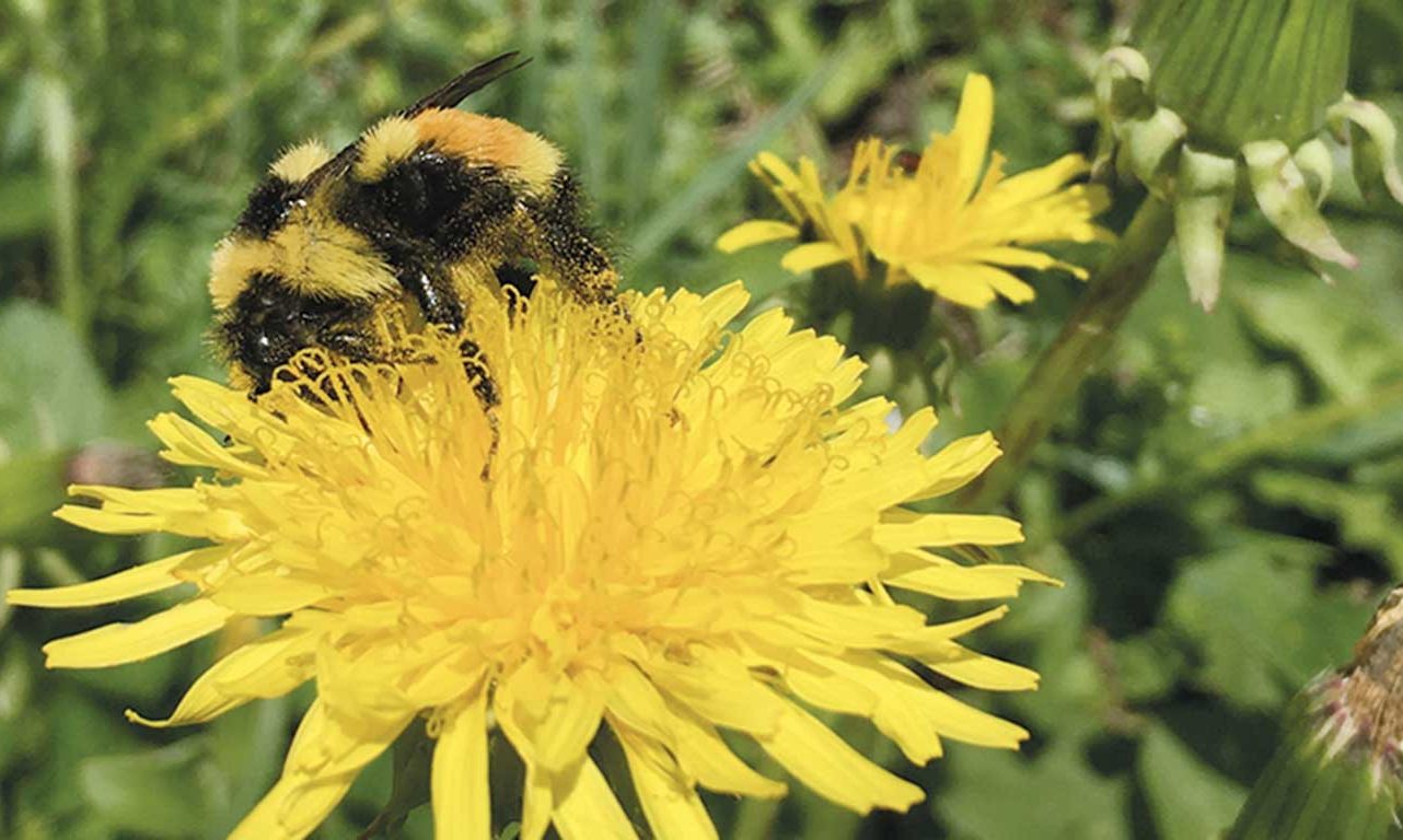 Le pissenlit a été l’espèce la plus couramment retrouvée dans les prairies du Centre-du-Québec (84 % des prairies dépistées). Photo : Sandra Flores-Mejia/CÉROM