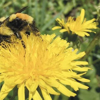 Le pissenlit a été l’espèce la plus couramment retrouvée dans les prairies du Centre-du-Québec (84 % des prairies dépistées). Photo : Sandra Flores-Mejia/CÉROM