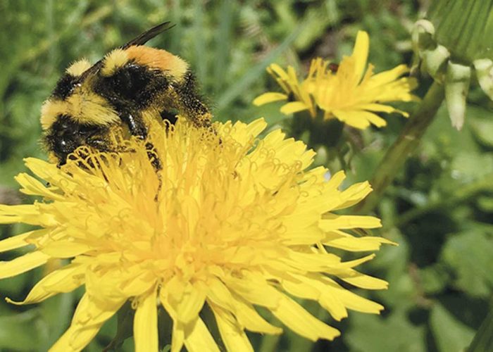 Le pissenlit a été l’espèce la plus couramment retrouvée dans les prairies du Centre-du-Québec (84 % des prairies dépistées). Photo : Sandra Flores-Mejia/CÉROM