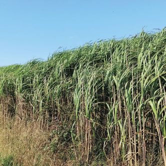 La biomasse du miscanthus géant peut être utilisée comme alternative aux litières conventionnelles, et comme fourrage pour les animaux d’élevage. Photo : Snizhana Olishevska, CÉROM