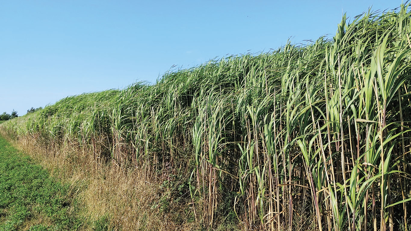 La biomasse du miscanthus géant peut être utilisée comme alternative aux litières conventionnelles, et comme fourrage pour les animaux d’élevage. Photo : Snizhana Olishevska, CÉROM