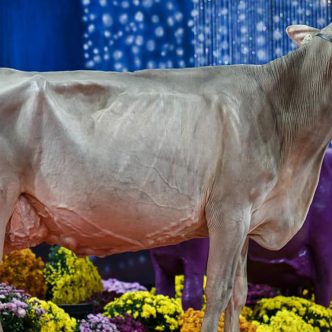 Falby, que la Ferme Brown Heaven a élevée et dont elle est aussi copropriétaire, a remporté la classe des femelles de cinq ans aux jugements des Suisses brunes de la World Dairy Expo. Photo : Cowsmopolitan