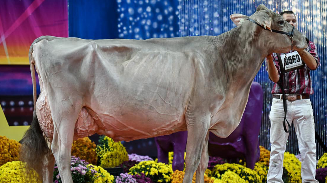 Falby, que la Ferme Brown Heaven a élevée et dont elle est aussi copropriétaire, a remporté la classe des femelles de cinq ans aux jugements des Suisses brunes de la World Dairy Expo. Photo : Cowsmopolitan