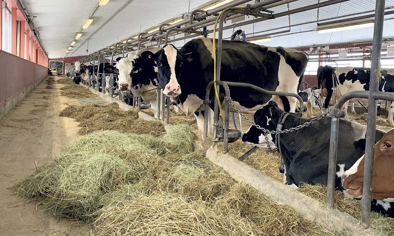 Les avantages des plantes fourragères, tant en termes de nutrition animale que de santé des sols, doivent être davantage documentés pour rendre le secteur plus compétitif et attrayant pour les éleveurs. Photo : Archives/TCN