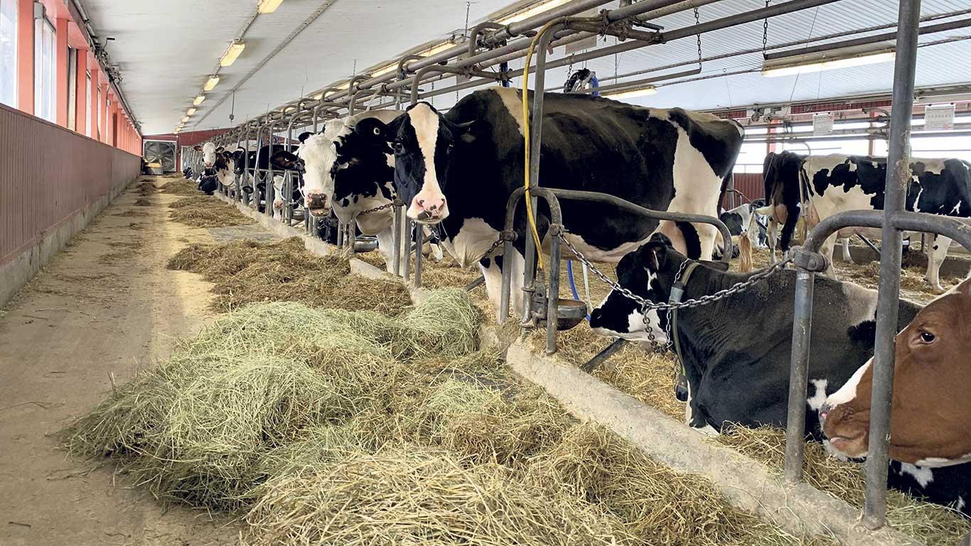 Les avantages des plantes fourragères, tant en termes de nutrition animale que de santé des sols, doivent être davantage documentés pour rendre le secteur plus compétitif et attrayant pour les éleveurs. Photo : Archives/TCN