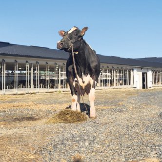 En rapportant à ses éleveurs 165 466 $ au cours de sa carrière, Hobby est considérée comme la meilleure vache au pays au chapitre des revenus générés, selon un nouveau classement de Lactanet. Photo : Gracieuseté de la Ferme Bergitte