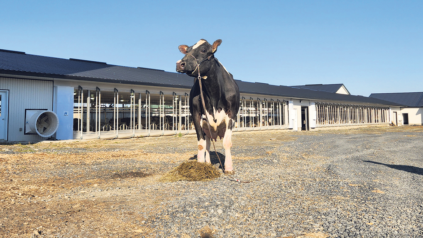 En rapportant à ses éleveurs 165 466 $ au cours de sa carrière, Hobby est considérée comme la meilleure vache au pays au chapitre des revenus générés, selon un nouveau classement de Lactanet. Photo : Gracieuseté de la Ferme Bergitte