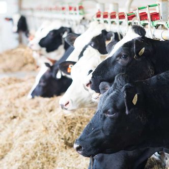 Selon Martin Caron, les pertes de lait québécoises sont vraiment minimes par rapport à la moyenne mondiale, qui est de 20 %. Photo : Martin Ménard/Archives TCN