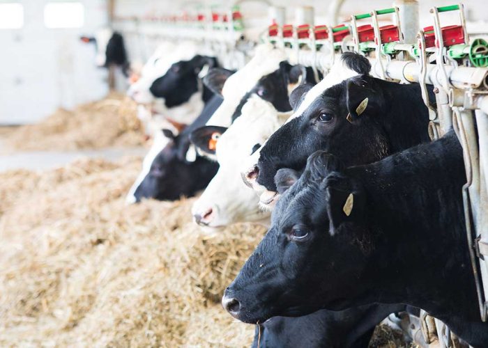 Selon Martin Caron, les pertes de lait québécoises sont vraiment minimes par rapport à la moyenne mondiale, qui est de 20 %. Photo : Martin Ménard/Archives TCN