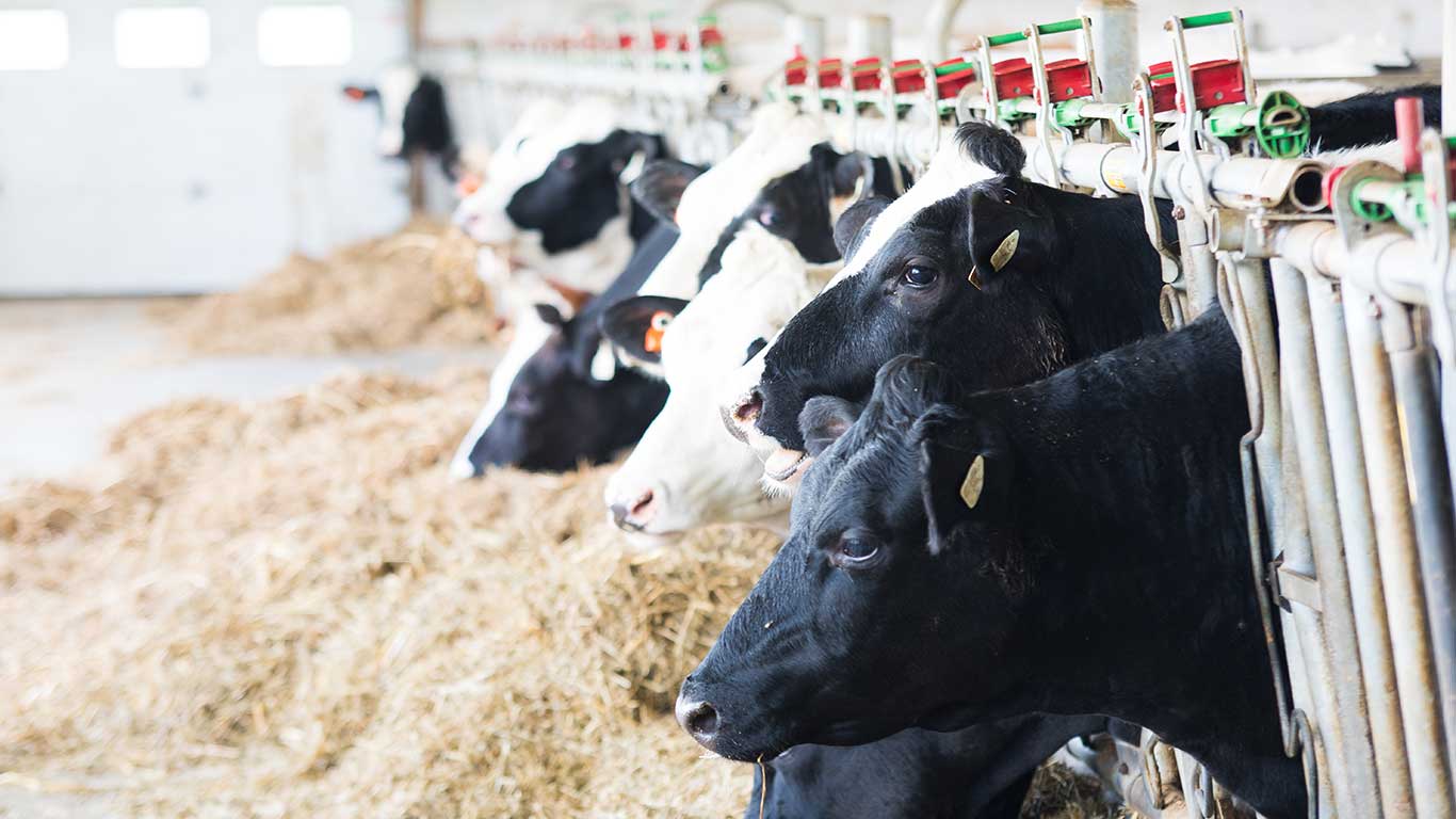 Selon Martin Caron, les pertes de lait québécoises sont vraiment minimes par rapport à la moyenne mondiale, qui est de 20 %. Photo : Martin Ménard/Archives TCN