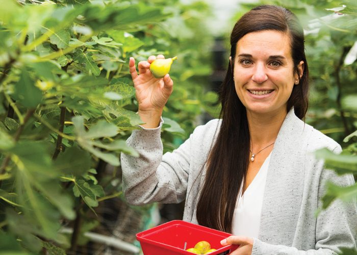 Anne-Marie Proulx et sa famille ont de grandes ambitions pour leurs cultures de figues, dont la rentabilité mise sur la vente de fruits frais, les produits de transformation et l’agrotourisme à leur propriété de 95 hectares accueillant deux minicentrales hydroélectriques. Photos : Martin Ménard/TCN