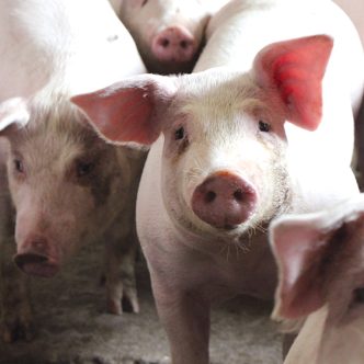 Malgré ces augmentations des volumes de viande exportés en Asie, le bilan québécois des exportations totales de viande de porc est resté relativement stable (+3 %), notamment parce que les exportations vers la Chine et Taïwan ont décru d’environ 50 %. Photo : Patricia Blackburn/TCN