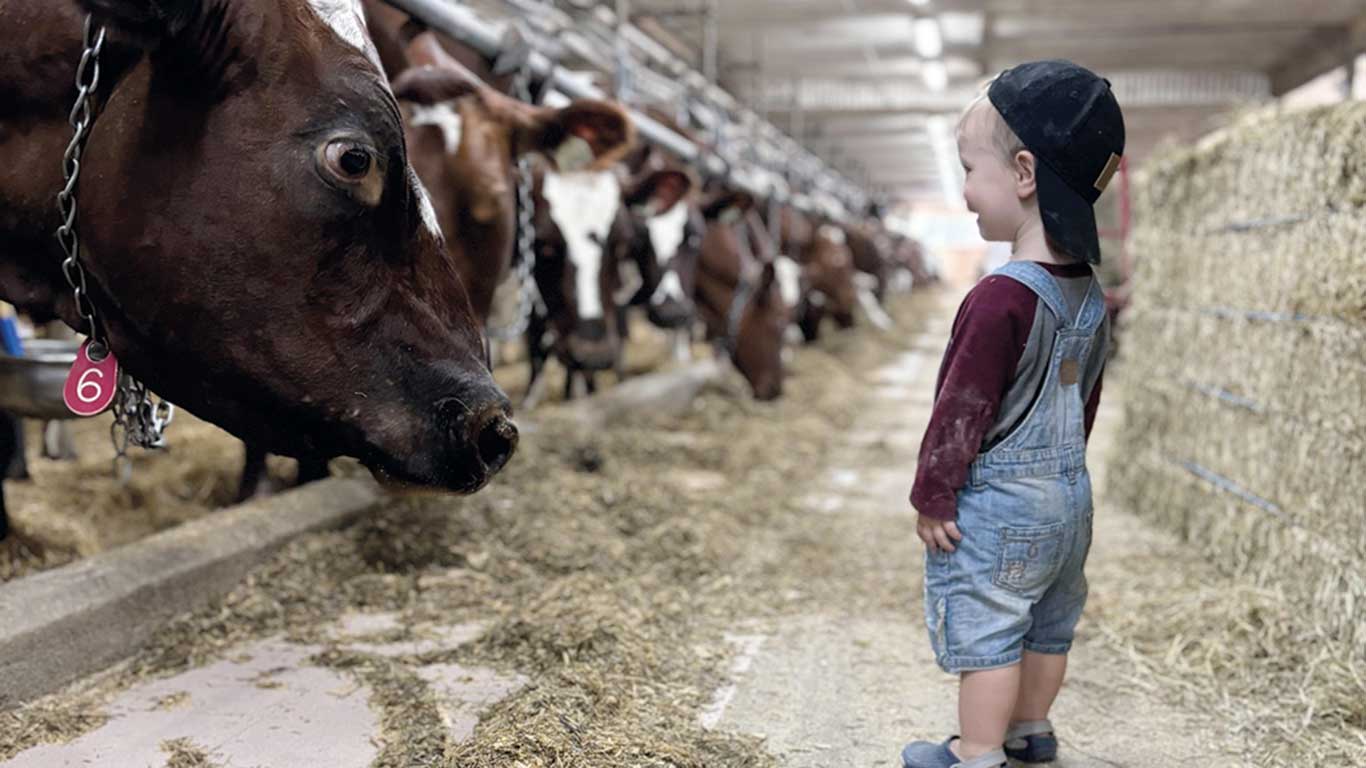 Milan est déjà passionné par les vaches, qui sont devenues ses amies. Il suit ses parents, Marilyne Lalumière et Alexandre Larocque, même dans les expositions.