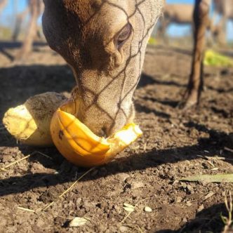 Les cerfs rouges de la ferme boucherie Le Sabot d’or, à Cookshire-Eaton, raffolent des citrouilles, selon la copropriétaire, Arianne Caron. Crédit photo : Gracieuseté du Sabot d’or