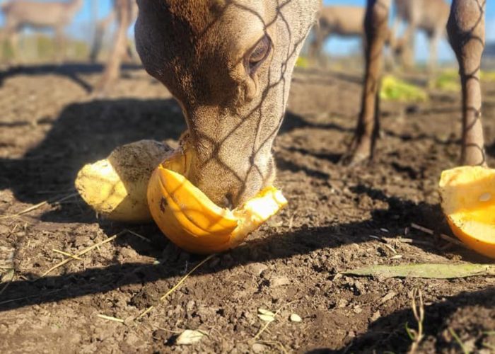 Les cerfs rouges de la ferme boucherie Le Sabot d’or, à Cookshire-Eaton, raffolent des citrouilles, selon la copropriétaire, Arianne Caron. Crédit photo : Gracieuseté du Sabot d’or