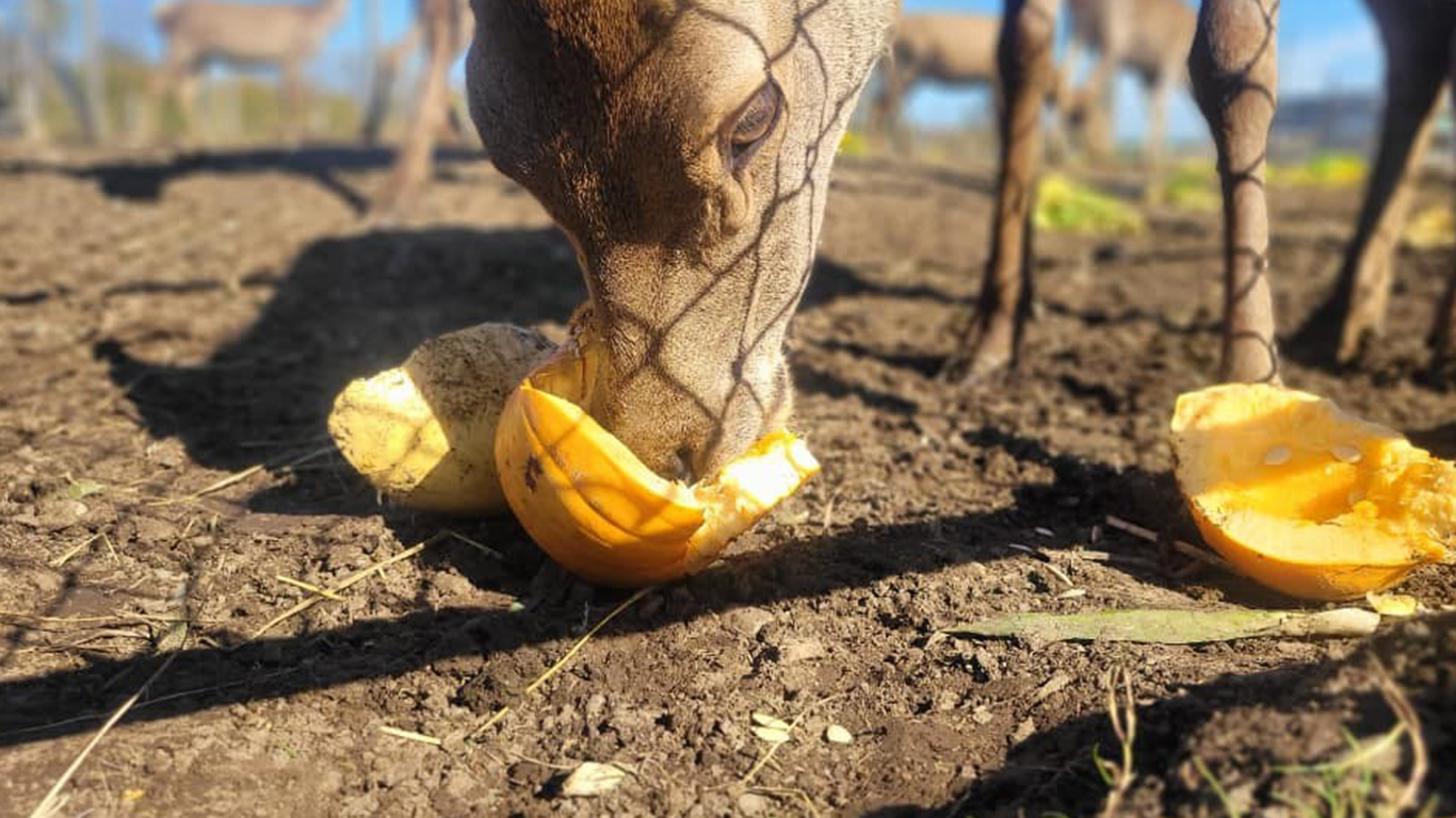 Les cerfs rouges de la ferme boucherie Le Sabot d’or, à Cookshire-Eaton, raffolent des citrouilles, selon la copropriétaire, Arianne Caron. Crédit photo : Gracieuseté du Sabot d’or