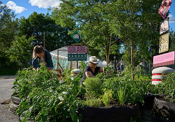 Des aliments sont cultivés sur la rue Dufresne, dans le quartier montréalais d’Hochelaga-Maisonneuve, par des membres bénévoles qui peuvent repartir avec une partie de la production. Photo : Gracieuseté du Carrefour solidaire