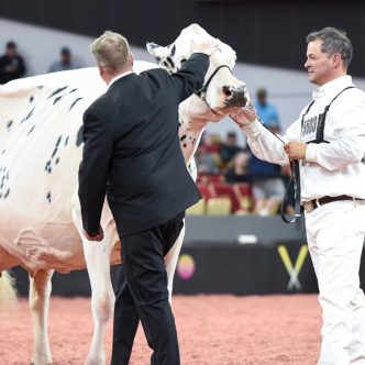 Shakira, couronnée Grande Championne de la compétition à deux reprises en 2021 et 2023, a obtenu la troisième place dans les catégories Grande championne et Grande championne senior. Crédit : Cowsmopolitan