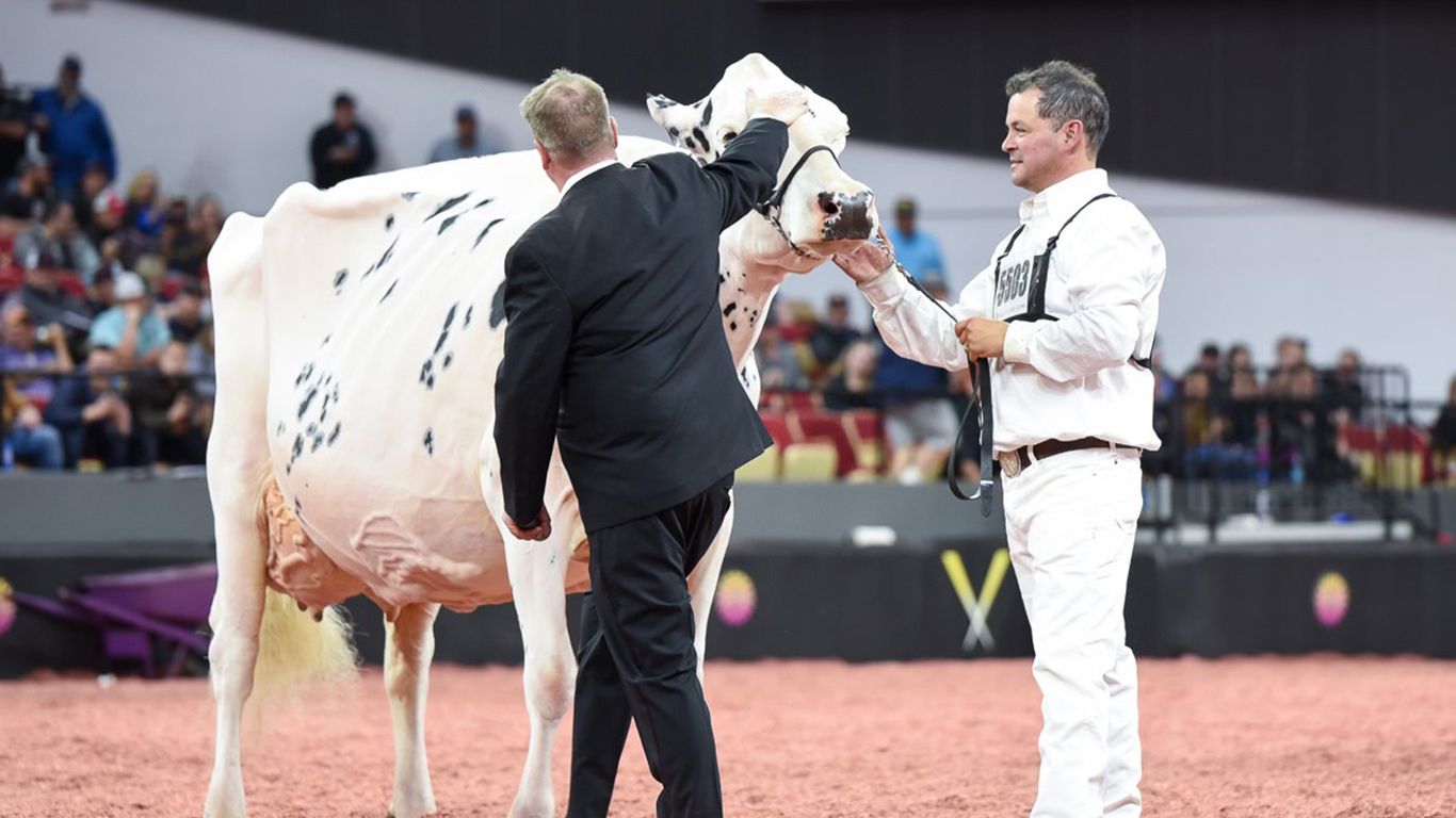 Shakira, couronnée Grande Championne de la compétition à deux reprises en 2021 et 2023, a obtenu la troisième place dans les catégories Grande championne et Grande championne senior. Crédit : Cowsmopolitan