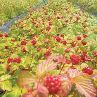 Des ronces arctiques sont cultivées à la Ferme Ragnarüches de Port-Cartier, l’une des parcelles expérimentales en observation par le Centre d’expérimentation et de développement en forêt boréale (CEDFOB). Photo : Jasmin Auclair