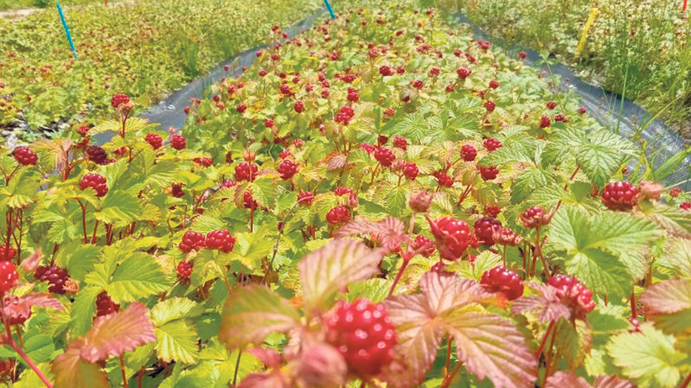 Des ronces arctiques sont cultivées à la Ferme Ragnarüches de Port-Cartier, l’une des parcelles expérimentales en observation par le Centre d’expérimentation et de développement en forêt boréale (CEDFOB). Photo : Jasmin Auclair