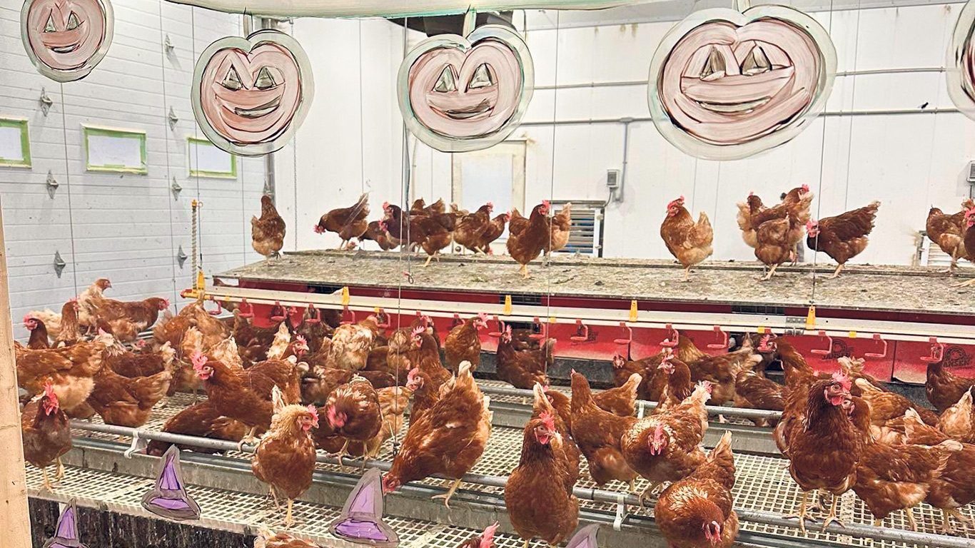 Le poulailler vitré de la ferme du Brabu permet de montrer les bonnes pratiques. Photos : Gracieuseté des EVQ