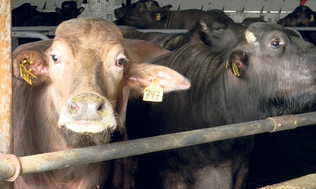 Selon l’agronome Louis Hébert, les bufflonnes ont la même taille que les vaches, mangent autant, mais produisent environ quatre fois moins de lait, lequel est toutefois plus gras. Photo : Gracieuseté des Élevages Buffalo Maciocia