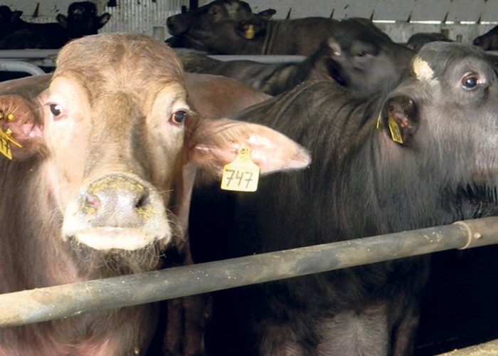 Selon l’agronome Louis Hébert, les bufflonnes ont la même taille que les vaches, mangent autant, mais produisent environ quatre fois moins de lait, lequel est toutefois plus gras. Photo : Gracieuseté des Élevages Buffalo Maciocia