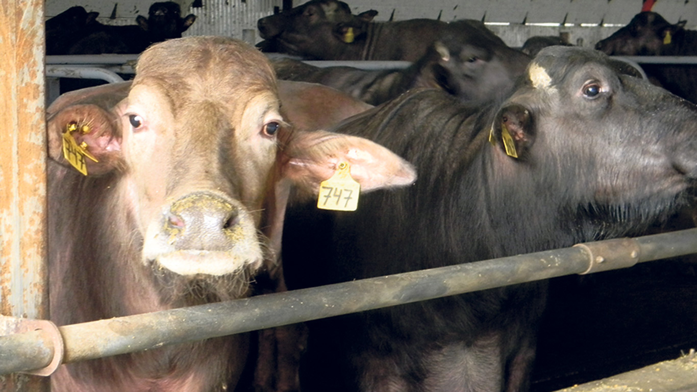 Selon l’agronome Louis Hébert, les bufflonnes ont la même taille que les vaches, mangent autant, mais produisent environ quatre fois moins de lait, lequel est toutefois plus gras. Photo : Gracieuseté des Élevages Buffalo Maciocia