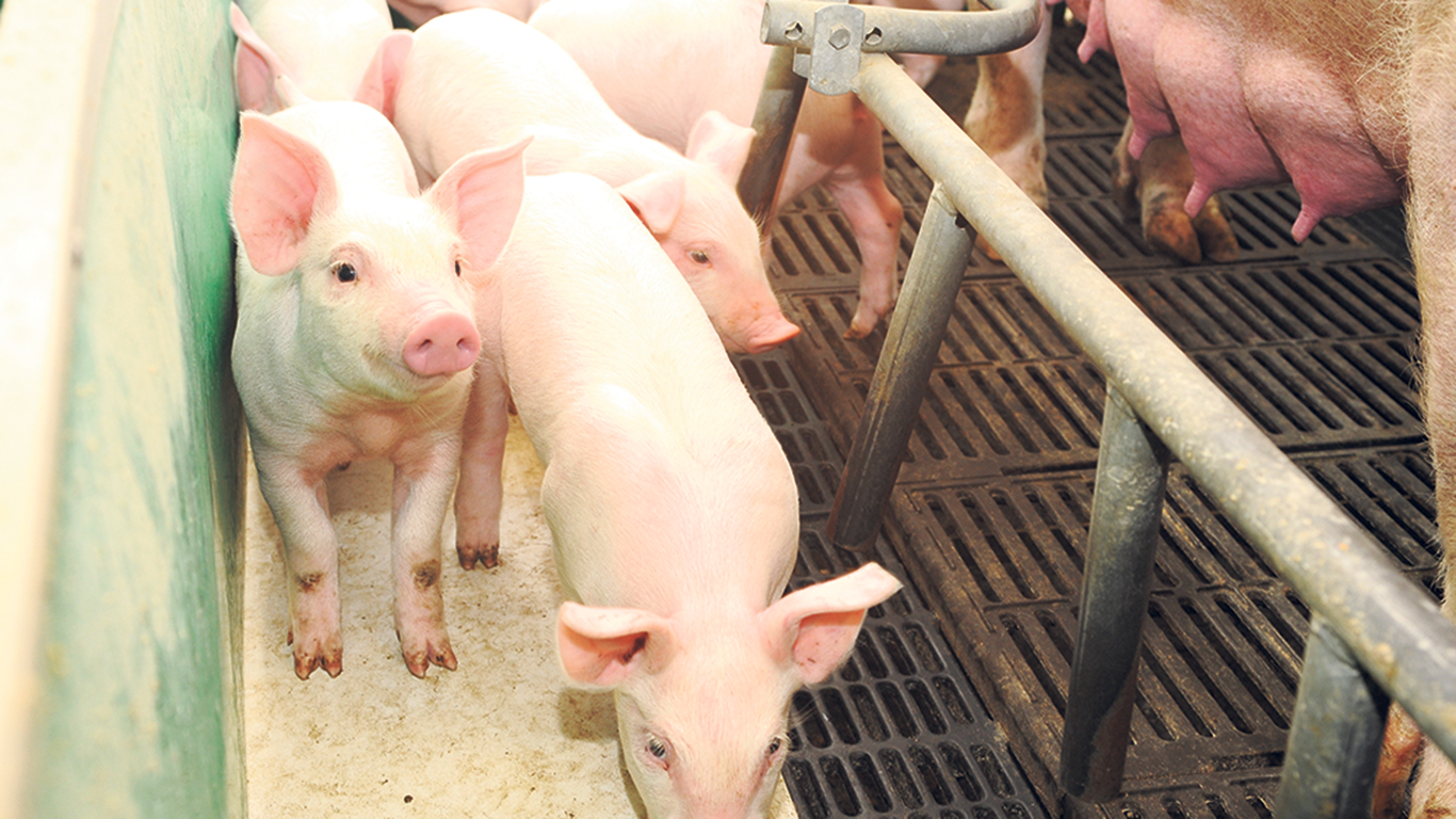 Des études menées par des chercheurs d’AAC ont découvert des bactéries résistantes aux antibiotiques chez des porcelets n’ayant jamais reçu de traitement antimicrobien. Photo : Archives/TCN