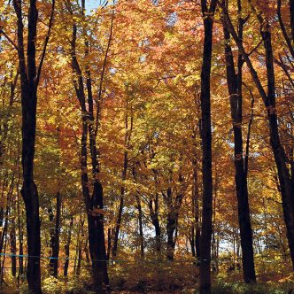 Une personne qui se tient au pied d’un érable et qui lève les yeux vers la cime ne devrait pas apercevoir le ciel. Dans le cas contraire, cela pourrait signifier que l’arbre n’est pas pleinement vigoureux.