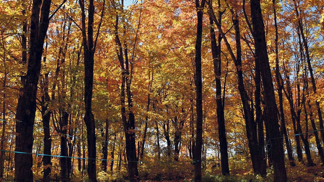 Une personne qui se tient au pied d’un érable et qui lève les yeux vers la cime ne devrait pas apercevoir le ciel. Dans le cas contraire, cela pourrait signifier que l’arbre n’est pas pleinement vigoureux.