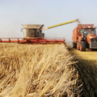 Le portrait des récoltes qui se précise en Amérique du Nord est celui de productions abondantes, voire records, pour les trois principaux grains, et cela aussi bien aux États-Unis qu’au Canada. Photo : Shutterstock