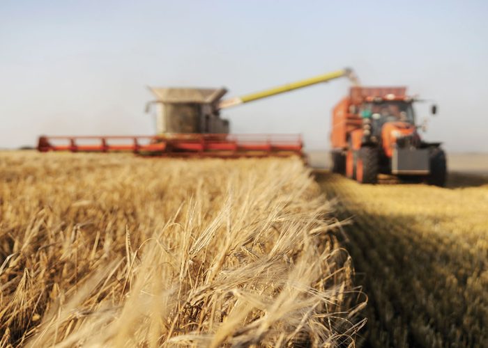 Le portrait des récoltes qui se précise en Amérique du Nord est celui de productions abondantes, voire records, pour les trois principaux grains, et cela aussi bien aux États-Unis qu’au Canada. Photo : Shutterstock