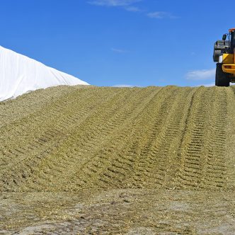 La production d’un fourrage de qualité dans les silos horizontaux repose sur des techniques de compaction soigneusement mises en œuvre. Photo : Shutterstock