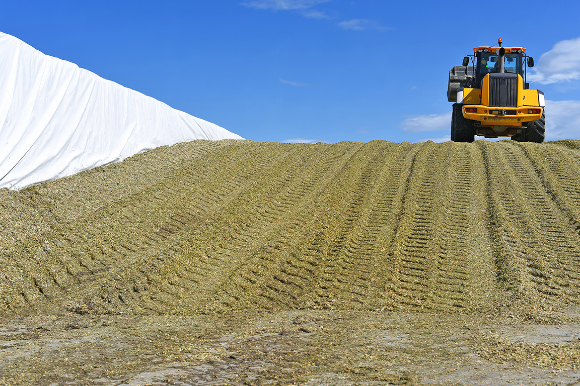 La production d’un fourrage de qualité dans les silos horizontaux repose sur des techniques de compaction soigneusement mises en œuvre. Photo : Shutterstock