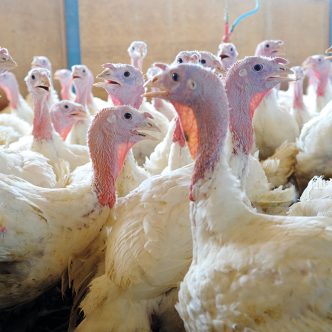 Les éleveurs et transformateurs de dindon font face à une tendance à la baisse de la demande des consommateurs pour cette viande depuis une dizaine d’années. Photo : Archives/TCN