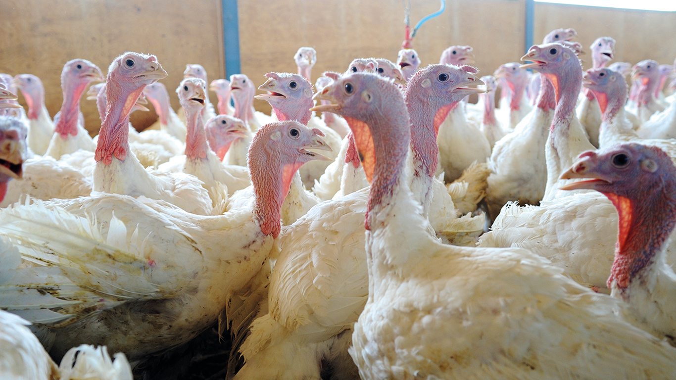 Les éleveurs et transformateurs de dindon font face à une tendance à la baisse de la demande des consommateurs pour cette viande depuis une dizaine d’années. Photo : Archives/TCN